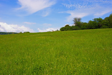 Sommer Grün Biosphäre Saarland Ruhe Erholung 