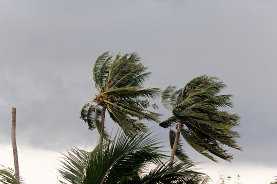 wind blowing on Coconut palm tree before it is going to rain