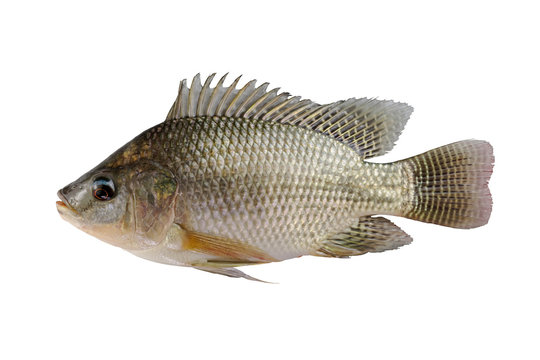 fresh Tilapia fish isolated on white background