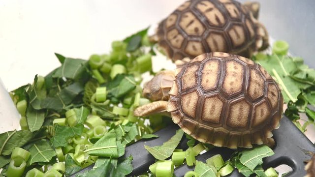 Group of beautiful baby African spurred tortoise in plastic box eating fresh vegetables as human pet friend. Turtles eating green plant. Geochelone sulcata turtle species. 4K footage video