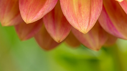Fresh pink dahlia flower, photographed at close range, with emphasis on petal layers. Macro photography