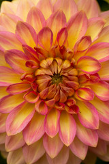 Fresh pink dahlia flower, photographed at close range, with emphasis on petal layers. Macro photography