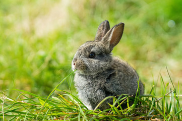 Naklejka na ściany i meble Cute bunny enjoying some grass