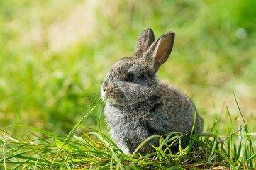 Cute bunny enjoying some grass