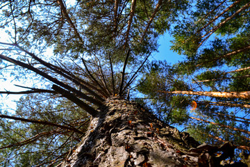 tree and blue sky