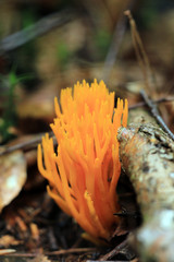 Roter Korallenpilz