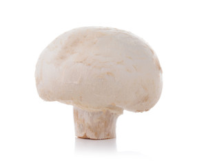 one champignon mushroom isolated on a white background