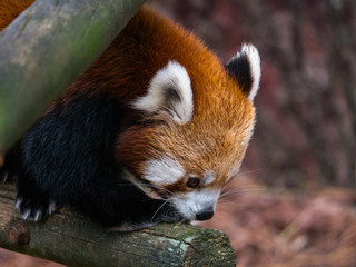 Fototapeta premium Panda Roux