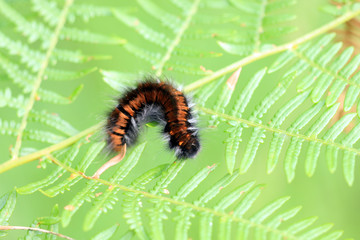 Brombeerspinner Raupe