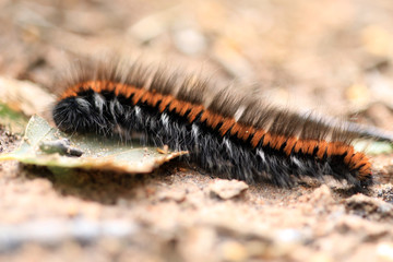 Brombeerspinner Raupe
