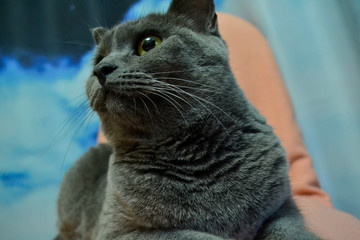 closeup cat with majestic eyes