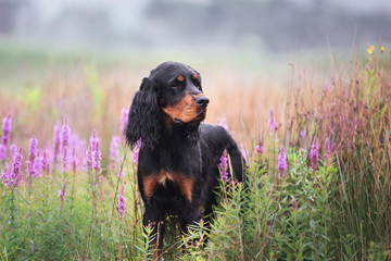 Close-up portrait of Black and tan setter gordon dog standing in the field in summer