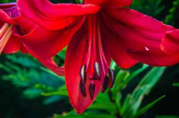 Red spotted lily on a garden plot close-up