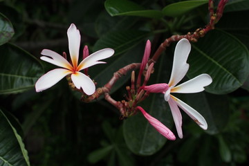 Temple tree flowers, Apocynaceae Frangipani or Plumeria  and Wrightia religiosa  branches and leaves