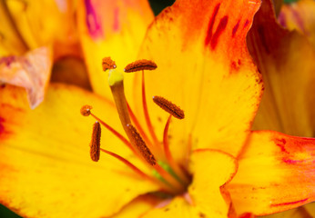 Fire lily on a country flower bed close-up