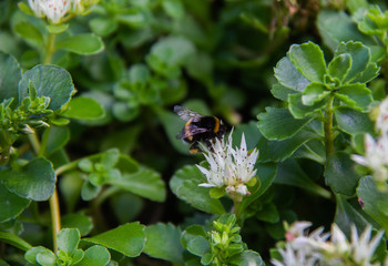Bumblebee in the process of collecting pollen from a white flower