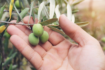 Close up view of an olive pickers' hand picking ripe olives from a tree