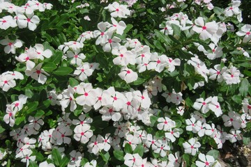 Beautiful white madagascar periwinkle flowers in Florida zoological garden