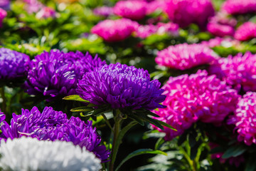 Fototapeta premium Aster flowers (aster, Michaelmas daisy) in green background. Colorful multicolor aster flowers annual plant. Close up of aster flower garden bed in autumn garden.