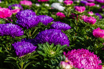 Violet, purple aster flowers (aster, Michaelmas daisy) in green background. Colorful multicolor aster flowers annual plant. Close up of aster flower garden bed in autumn garden.