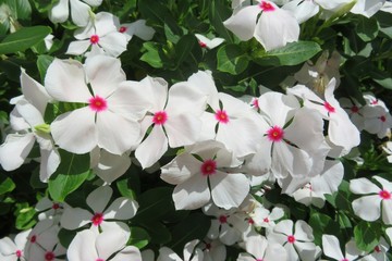 Beautiful white madagascar periwinkle flowers in Florida zoologilcal garden 