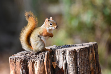 American Red Squirrel (Tamiasciurus hudsonicus) on a tree stump