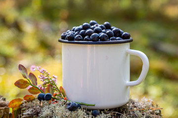 Fototapeta na wymiar Mug with fresh blueberries on the background of the forest. Picking berries in the forest. Fresh blueberries.