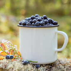 Mug with fresh blueberries on the background of the forest. Picking berries in the forest. Fresh blueberries.