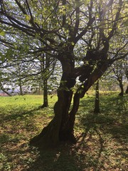 Obraz premium Alter Baum