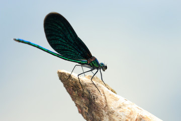 Blauflügel Prachtlibelle