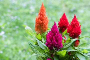 Set of colorful celosia plants in rear garden