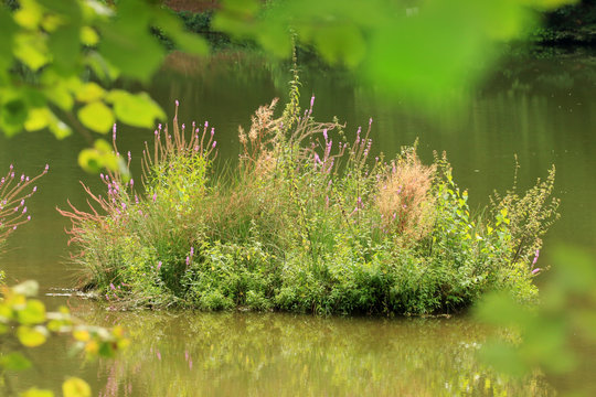 Bewachsene Insel im Marbachstausee