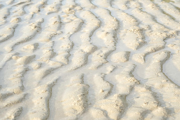 decoration art of natural on pulpy sand