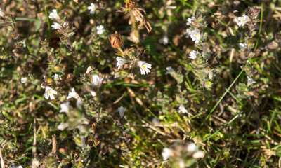 white flowers on green background