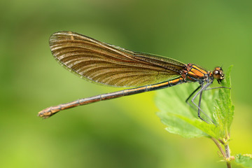 Blauflügel Prachtlibelle
