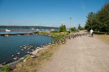 barnacle geese going to swim
