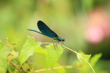 Blauflügel Prachtlibelle