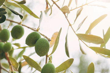 Close up of an Atmospheric image of green Olives hanging from a tree with late sun flare.