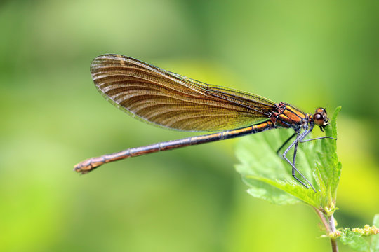 Blaufl&uuml;gel Prachtlibelle
