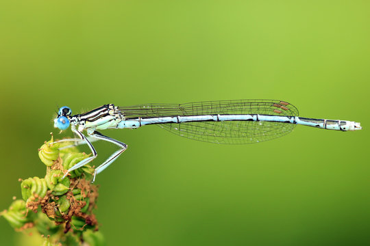 Blaue Federlibelle