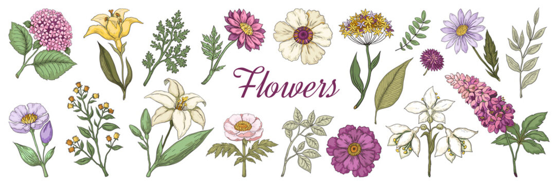 Hand drawn flowers. Floral vintage bouquet, garden flower set for posters and wedding cards. Vector illustration coloring doodle nature collection on white background