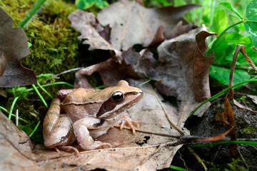 Springfrosch (Rana dalmatina) - Agile frog