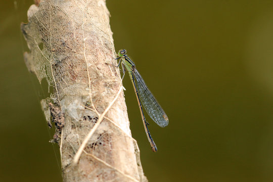 Blaue Federlibelle