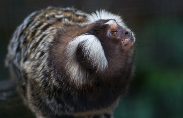 Tamarin