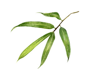 Bamboo leaves watercolor isolated on white background.