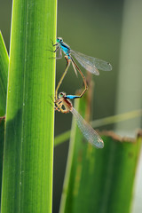 Gro&szlig;e Pechlibelle