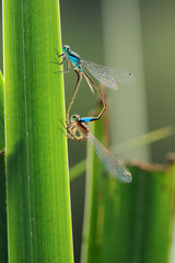 Gro&szlig;e Pechlibelle