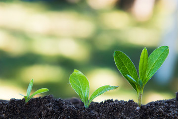 sequence of plants growing in the ground outdoors