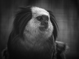 Tamarin