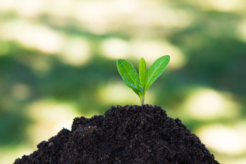 young plant growing in the ground outdoors